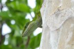 green anole (dewlap retracted)