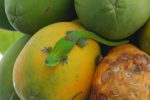 gold-dust day gecko