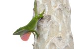 green anole with pink dewlap extended