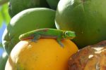 another gold-dust day gecko