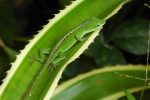 baby green anole