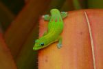 and one last gold-dust day gecko