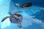 juvenile green sea turtles