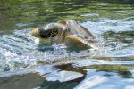 we got to feed lettuce to the turtles!