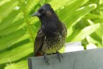 red-vented bulbul