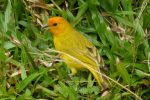 saffron finch