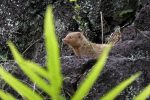 small asian mongoose