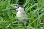 black-crowned night heron