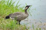 nene (hawaiian goose)