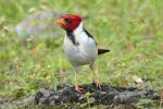 red-crested cardinal