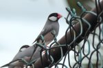 java sparrow