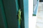I'd never seen a katydid before - it was huge!