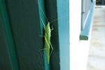 I'd never seen a katydid before - it was huge!