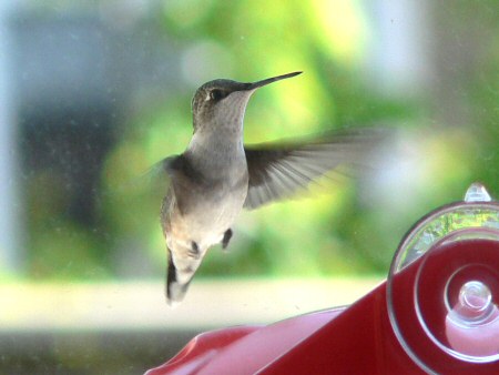 ruby throated hummingbird