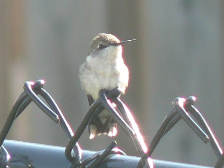 ruby throated hummingbird