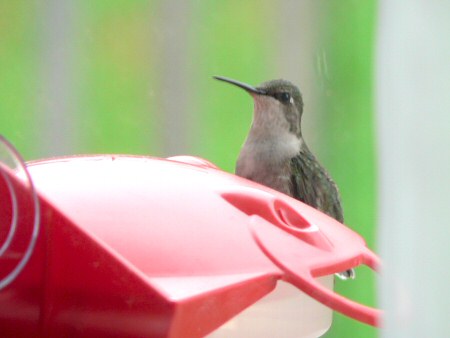 ruby throated hummingbird