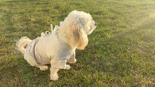 a mini poodle mix wearing a post-surgical recovery tie-back t-shirt