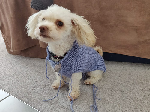 machine knitted dog sweater