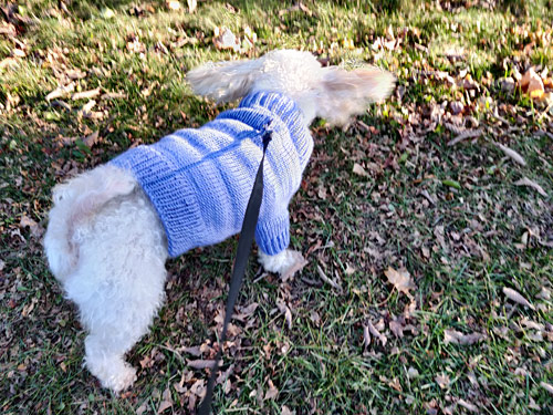 machine knitted dog sweater
