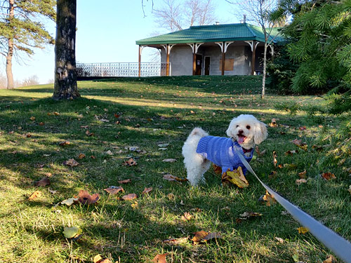 machine knitted dog sweater