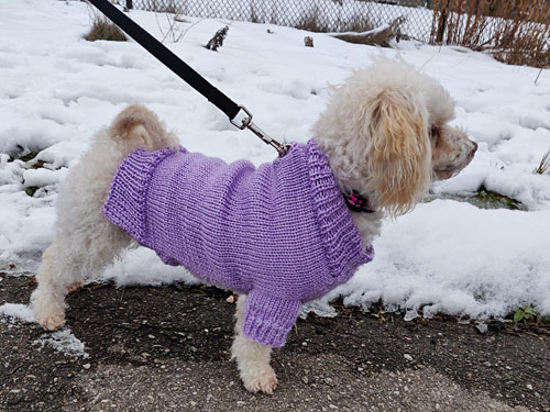 machine knitted dog sweater