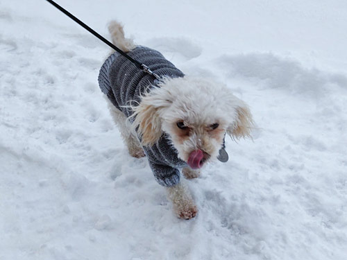 machine knitted dog sweater