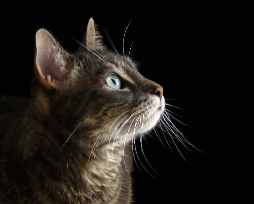 photographic portrait of my Maui cat, by June Gilbank