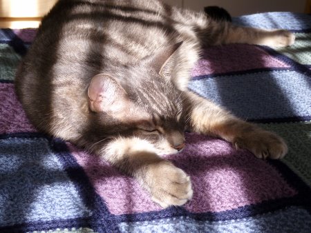 Maui cat in the sunshine
