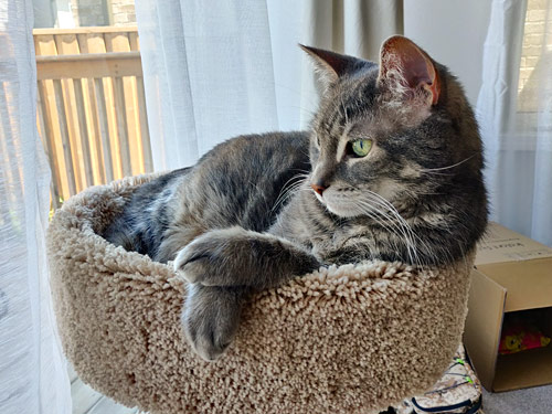 Maui in his cat tree