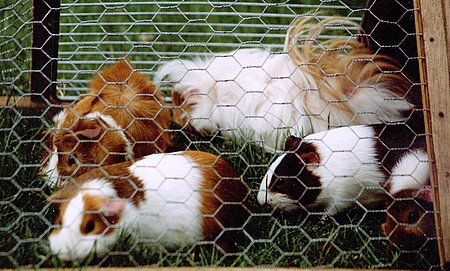 guinea pigs