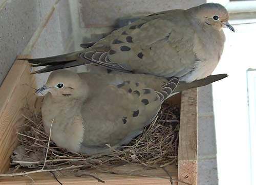 a pair of mourning doves sitting on a wooden nesting platform