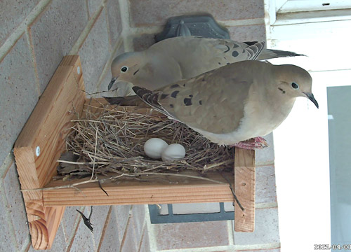 mourning dove nest with a pair of doves and two white eggs