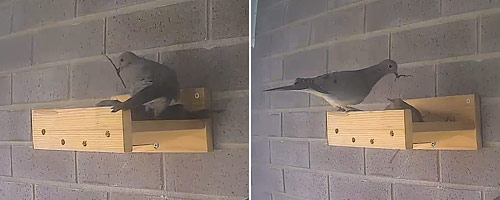 a pair of mourning doves starting to build their nest from twigs