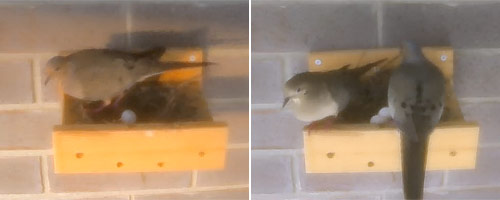dove nest with first one egg, and then two