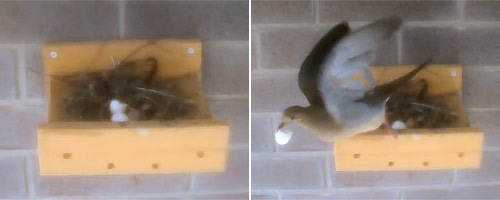 dove flying away from the nest with half an empty eggshell in its beak