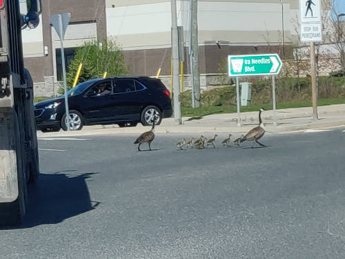 Canada goose family crossing the road