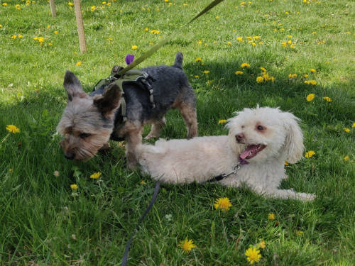 Maggie (right) with Echo