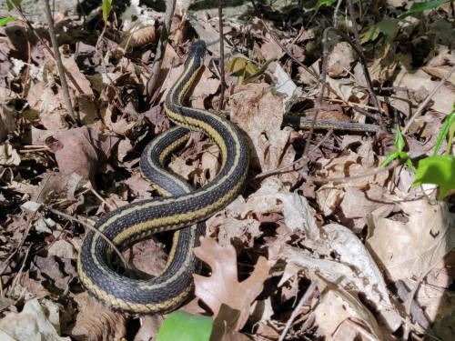 coiled garter snake