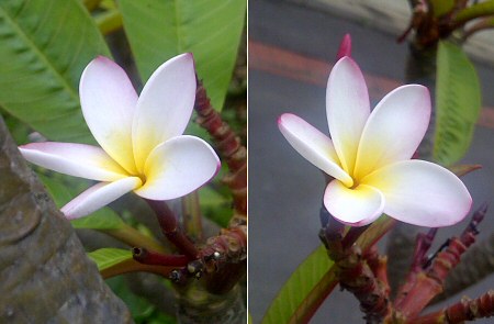 plumeria flowers