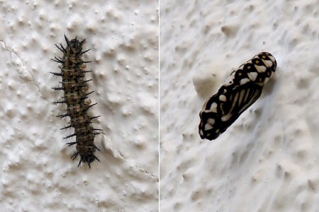 garden acraea caterpillar and chrysalis