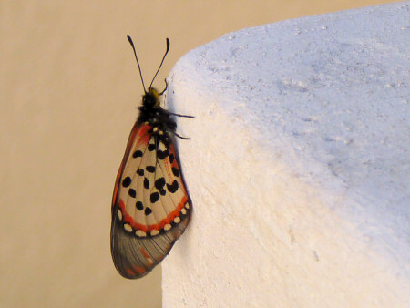 garden acraea butterfly