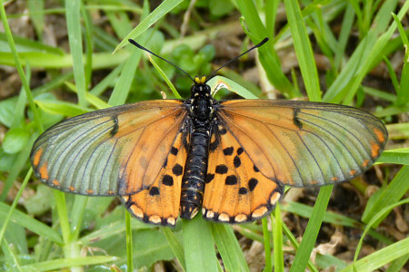 garden acraea butterfly