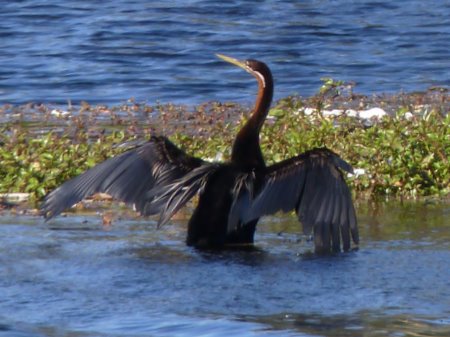 african darter