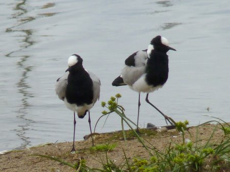 blacksmith plovers