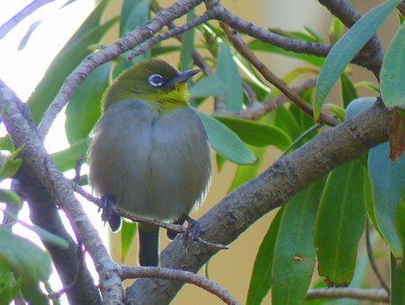 sa_capewhiteeye.jpeg