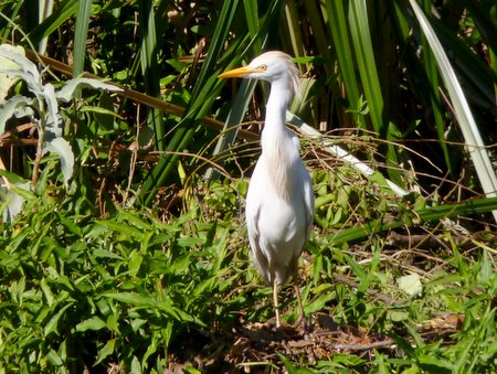 cattle egret