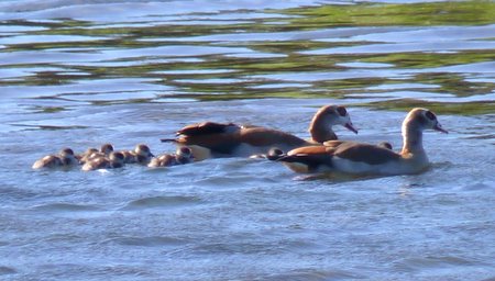 egyptian goose family