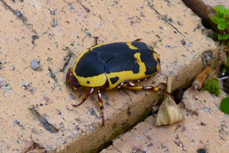 garden fruit chafer