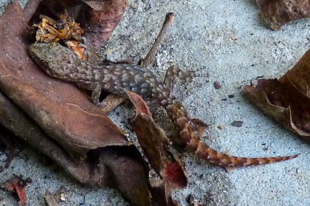 left-toed gecko