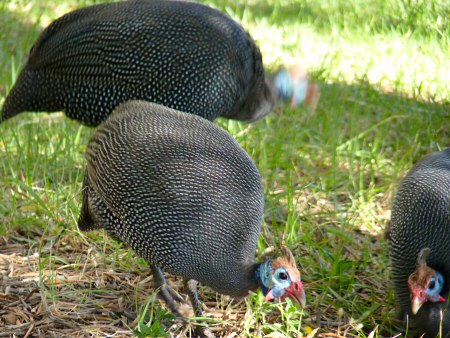 guineafowl